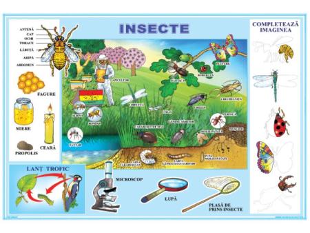 Plansa Insecte / Meserii